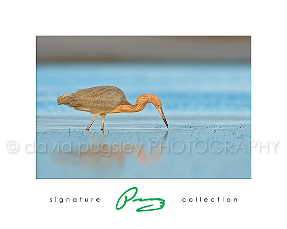 Reddish Egret